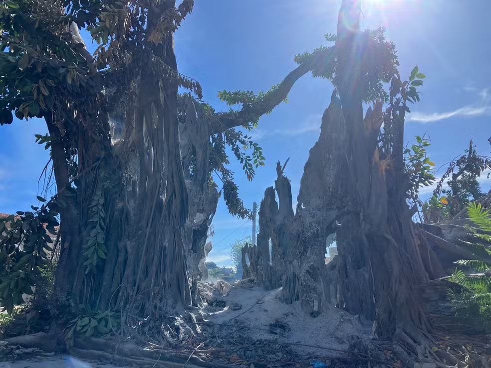 Árvore no Guanabara é incendiada, parte cai e atinge imóveis e fiação elétrica 