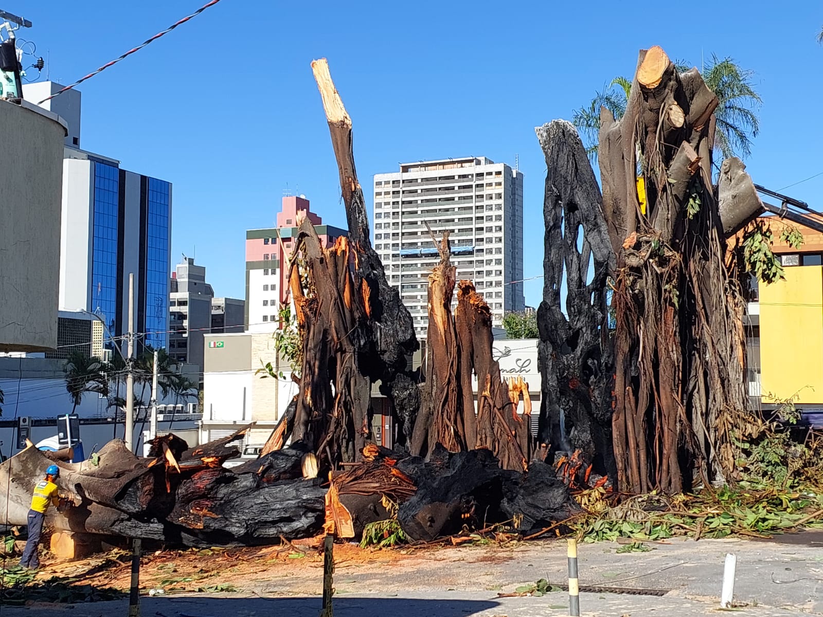 Mais de 24h após incêndio, funcionários ainda apagam focos de fogo em árvore