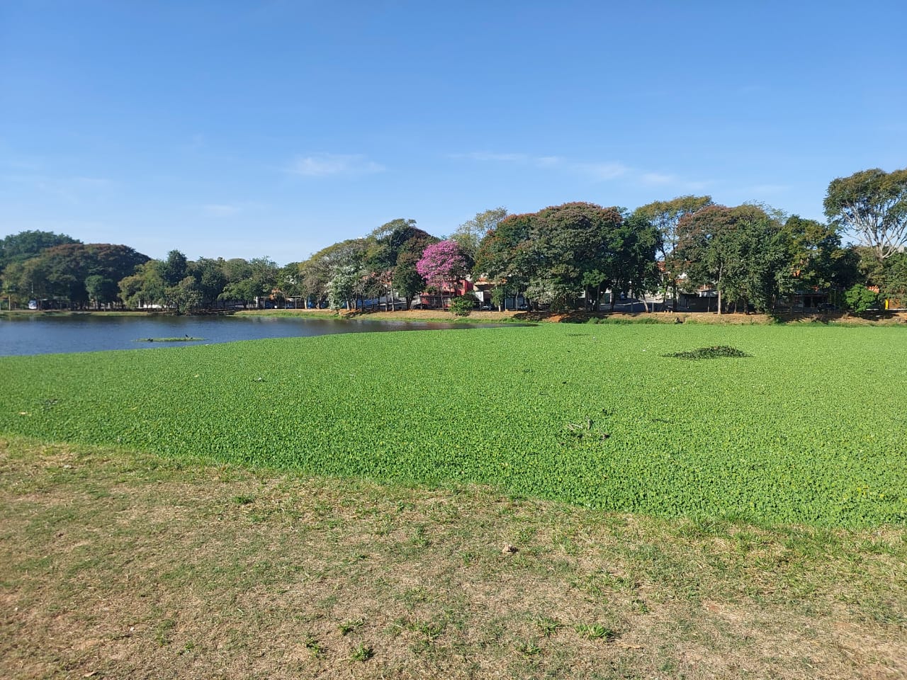 Lagoa do Jardim Amanda é tomada por aguapés; moradores cobram limpeza