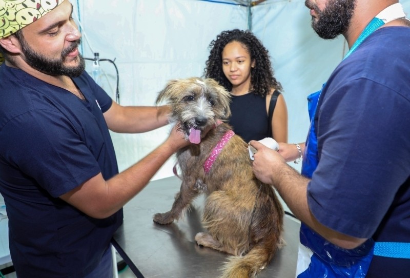 Vinhedo abre inscrições para castração gratuita de cães e gatos
