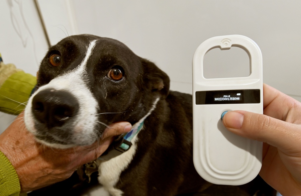 Consultório Veterinário Móvel atende na Vila Padre Manoel da Nóbrega a partir desta segunda