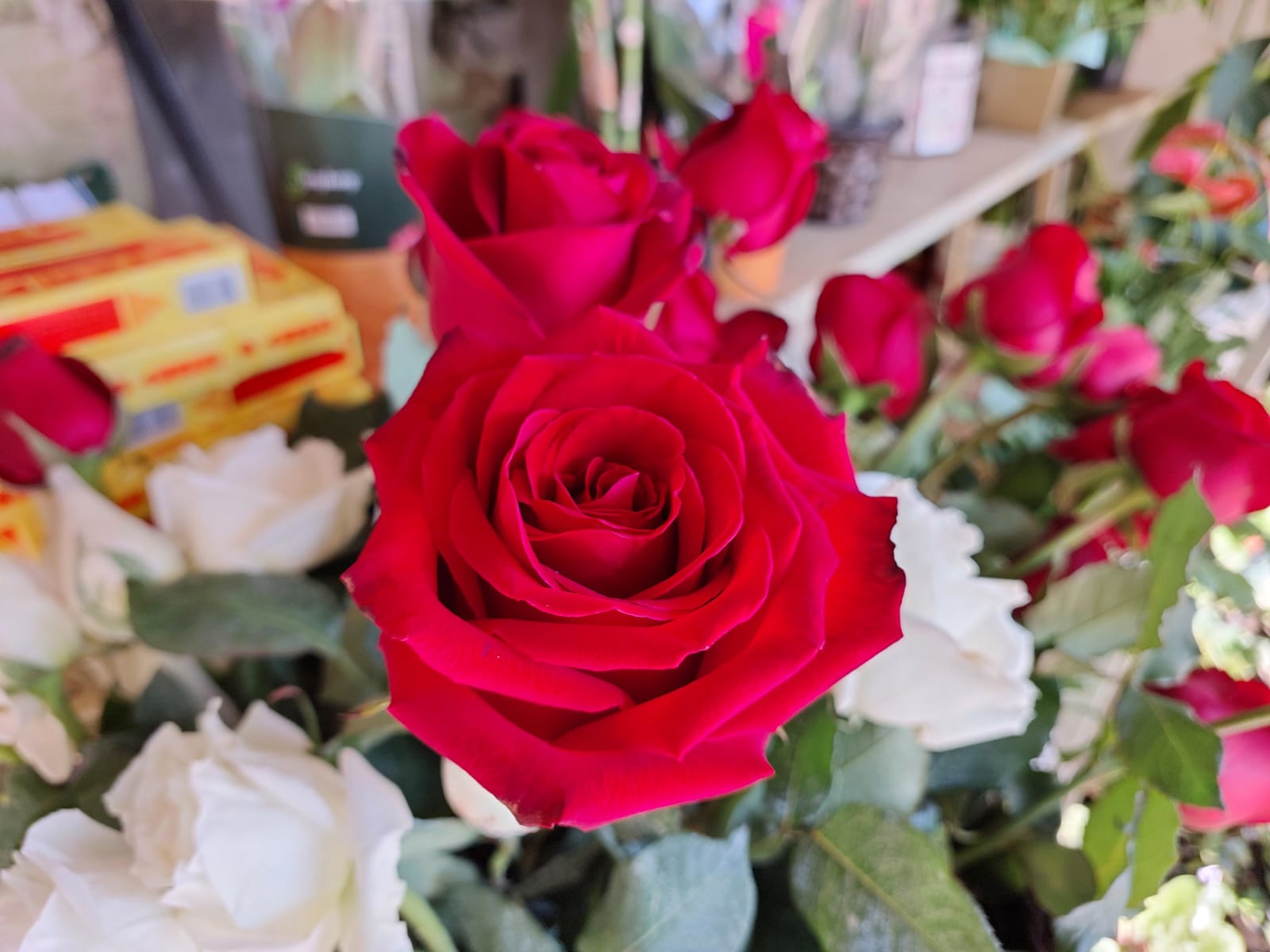 Venda de flores deve crescer até 5% no Dia dos Namorados