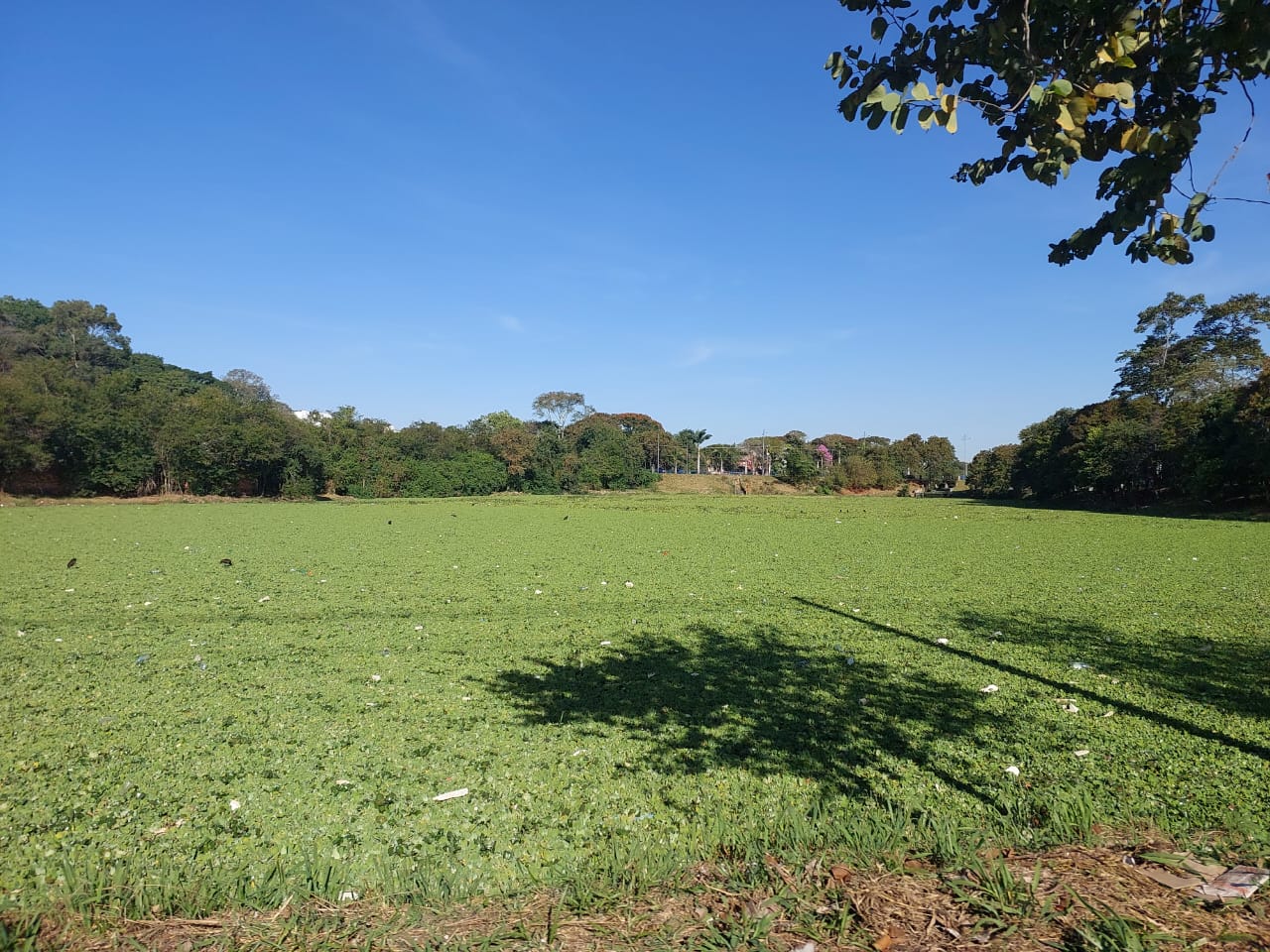 Lagoa do Jardim Amanda é tomada por aguapés; moradores cobram limpeza
