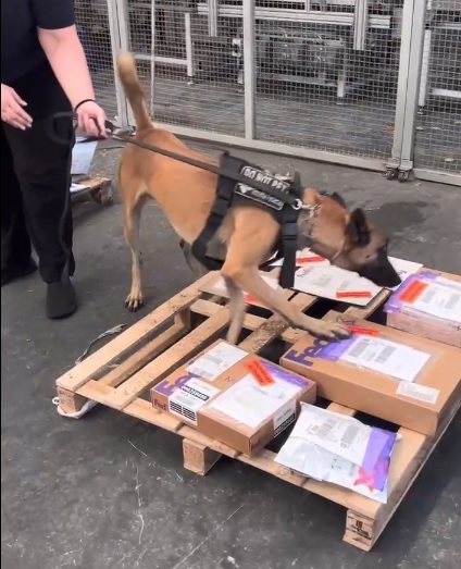 Receita Federal encontra pasta base de cocaína escondida em bengalas