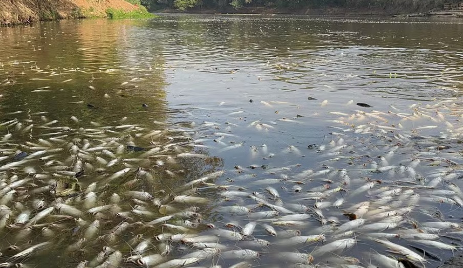 Força-tarefa começa nesta 5ª a retirar peixes mortos no Rio Piracicaba