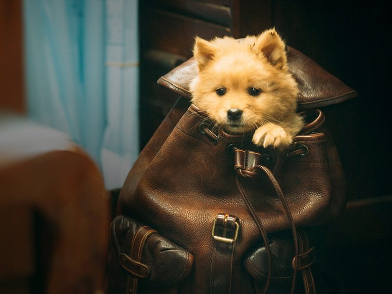 História do cão Hachiko tem nova adaptação da literatura para o cinema 