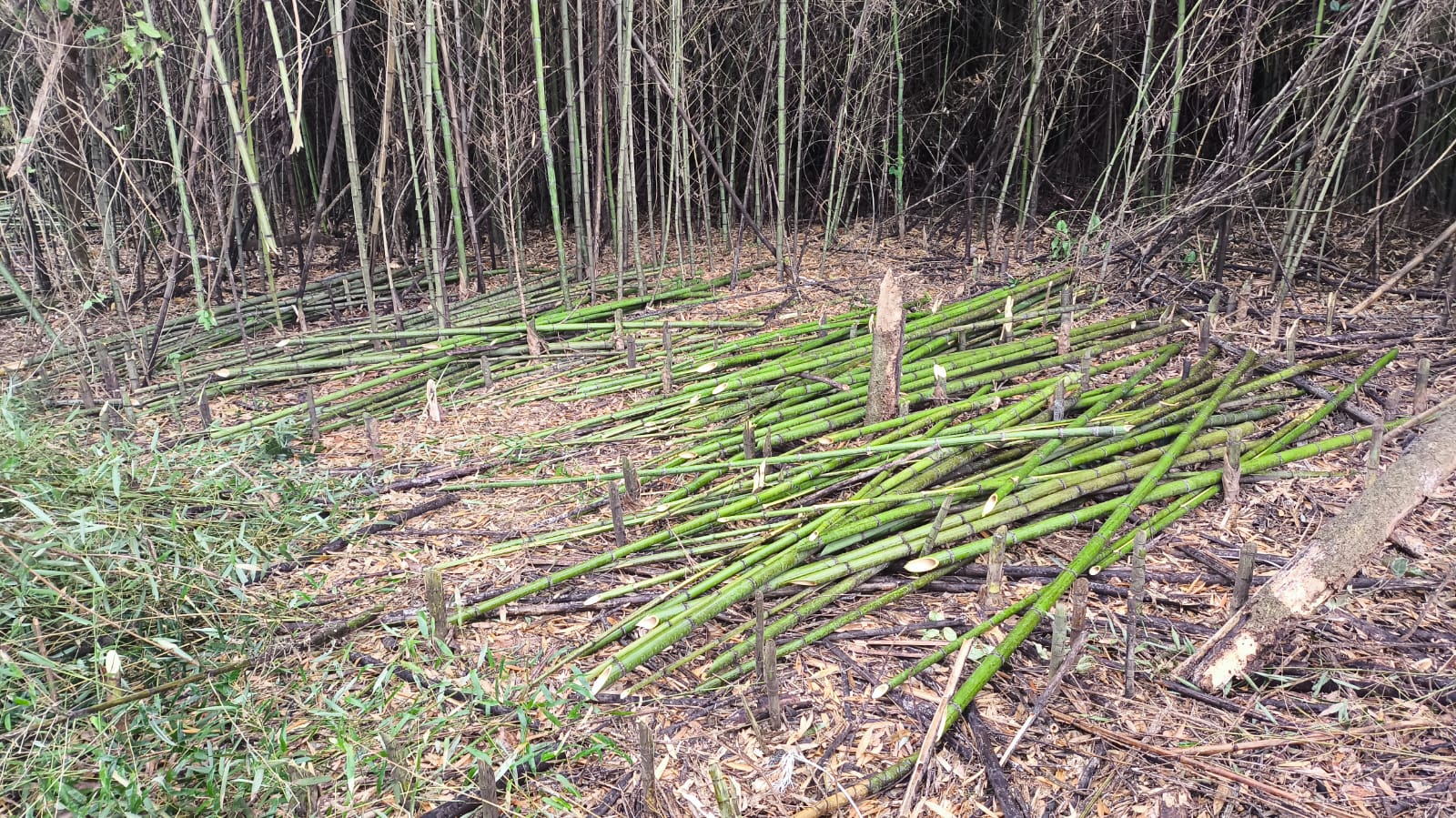 Homem é preso furtando bambu em área de preservação ambiental