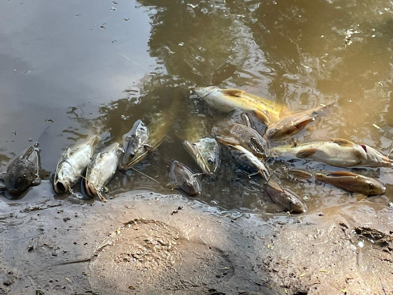 Cetesb identifica de onde saiu poluição que matou peixes no Rio Piracicaba