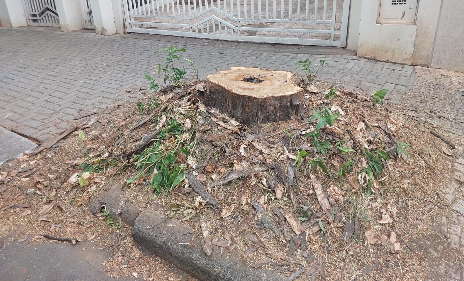 Moradores cobram limpeza de tocos e replantio de árvores na Vila Itapura