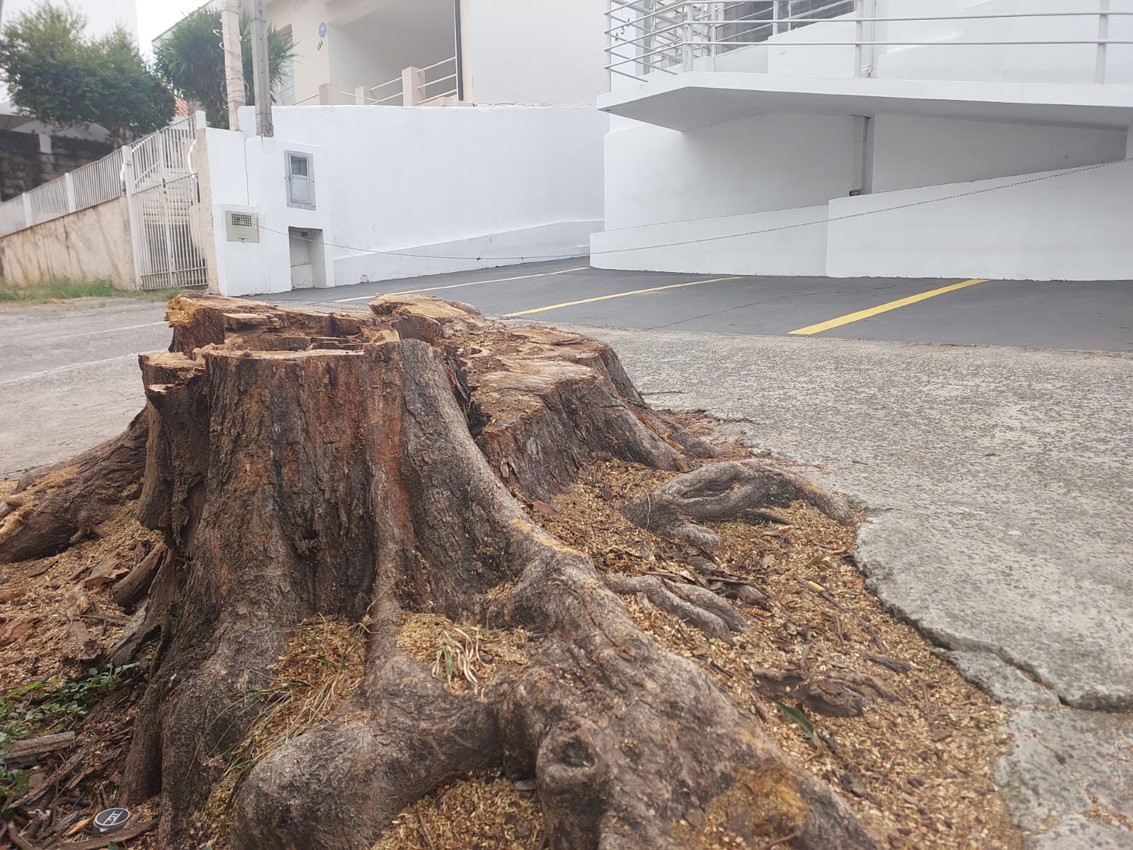 Moradores cobram limpeza de tocos e replantio de árvores na Vila Itapura