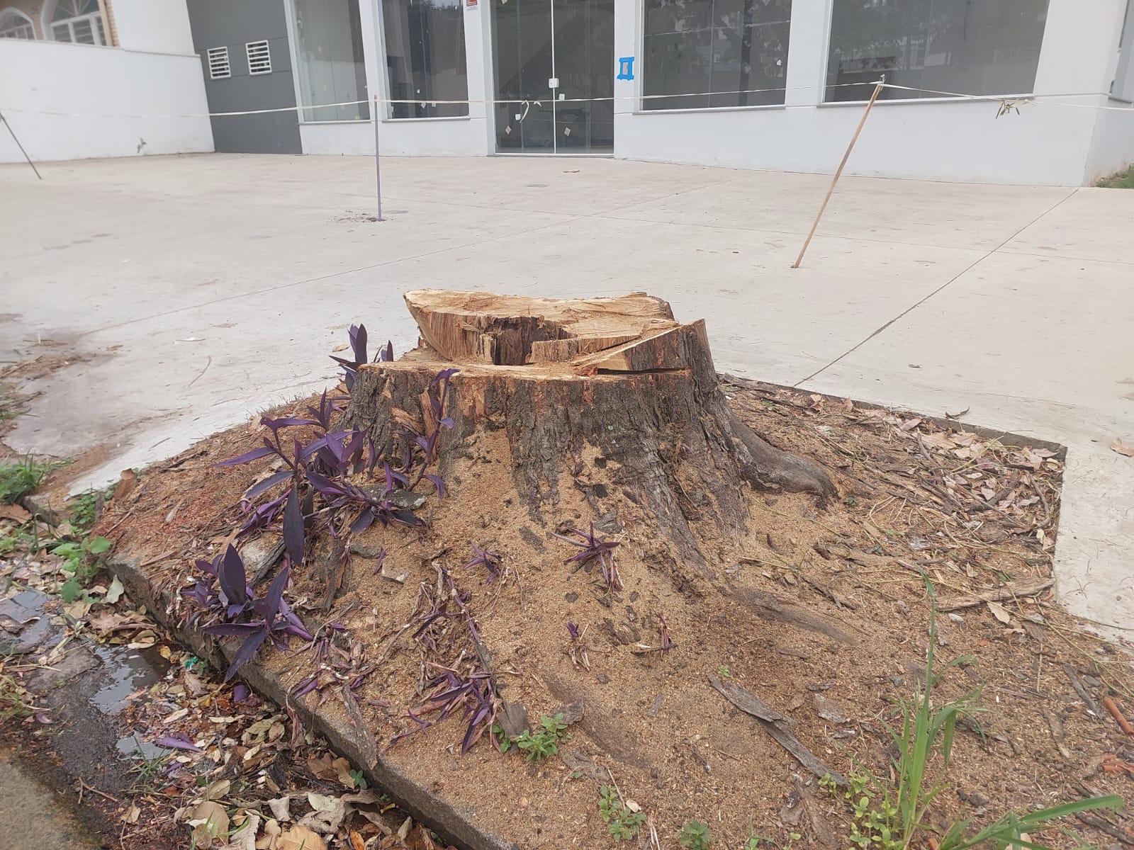 Moradores cobram limpeza de tocos e replantio de árvores na Vila Itapura