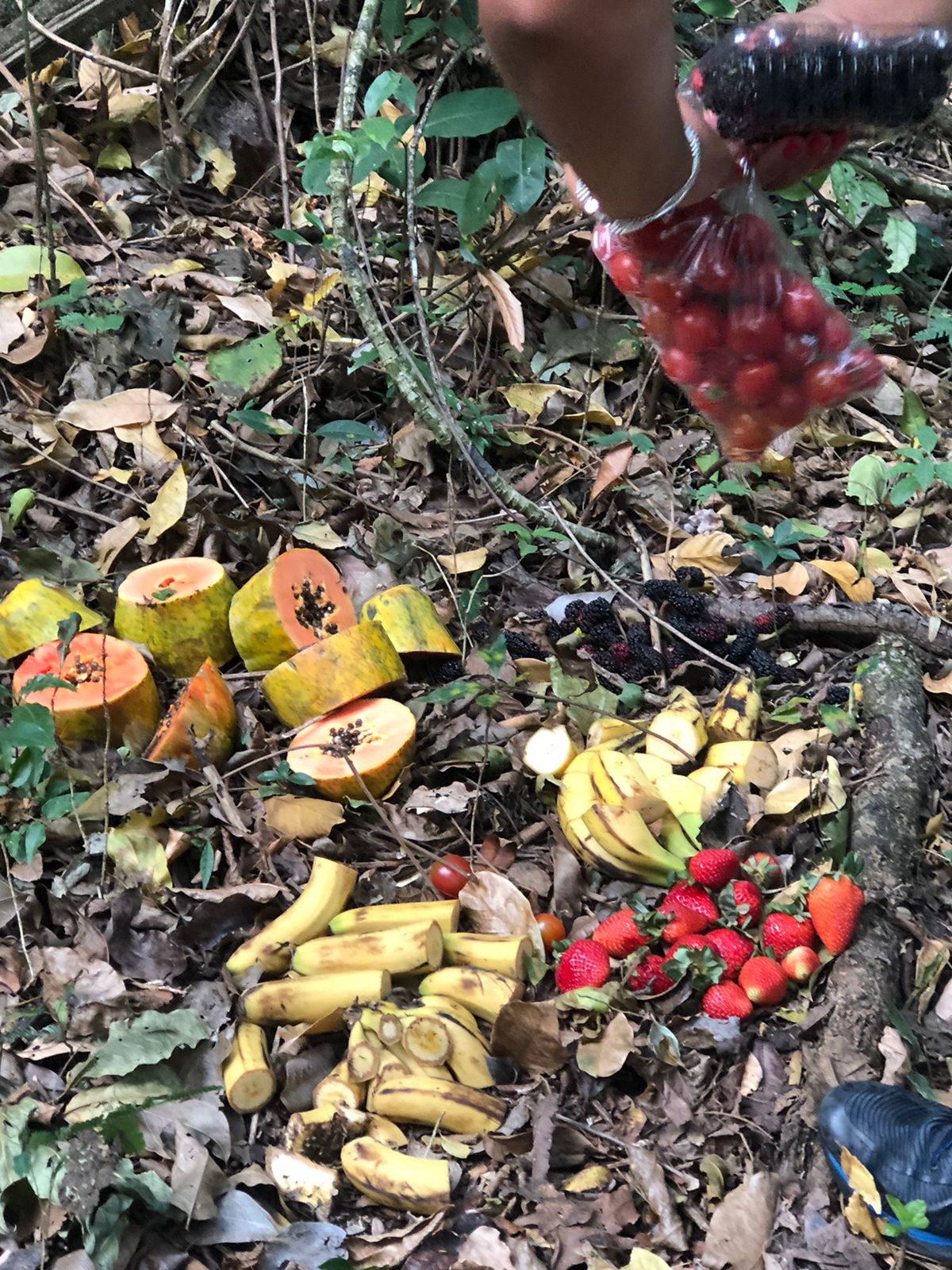 Animais silvestres afetados por incêndios recebem alimentos através de ação voluntária