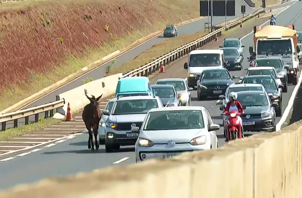 Aumento de animais soltos nas rodovias preocupa concessionária na região de Campinas