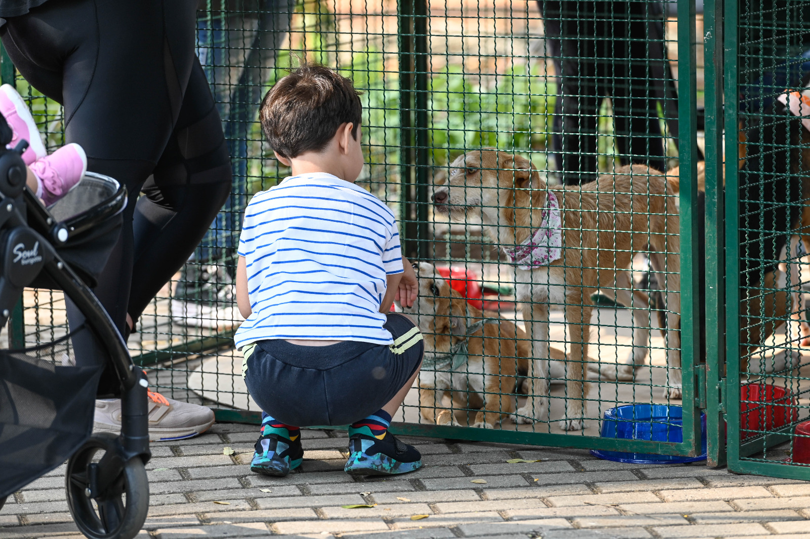 Bem-Estar Animal registra aumento de adoção de animais com as feiras no Taquaral