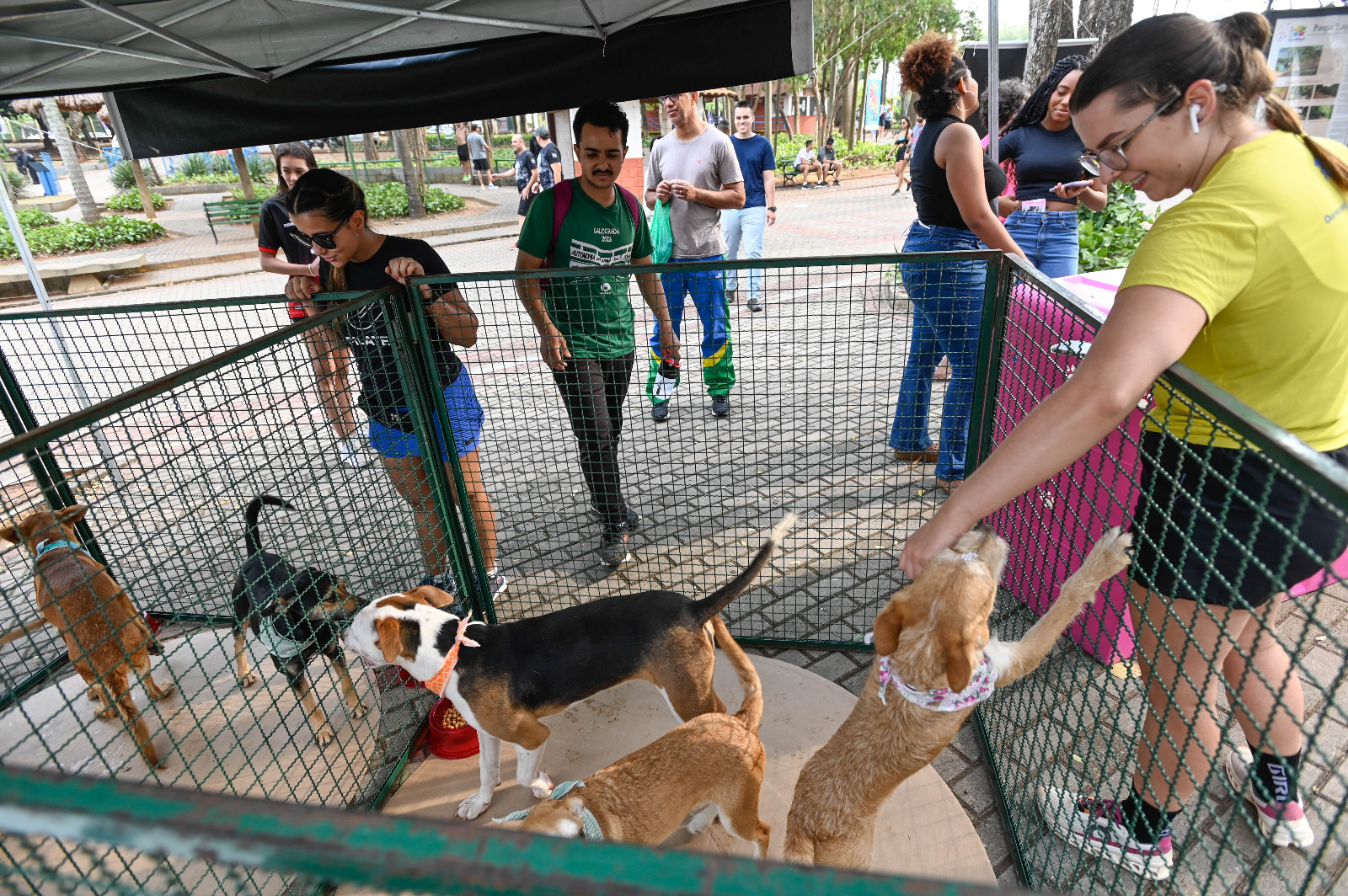 Bem-Estar Animal registra aumento de adoção de animais com as feiras no Taquaral