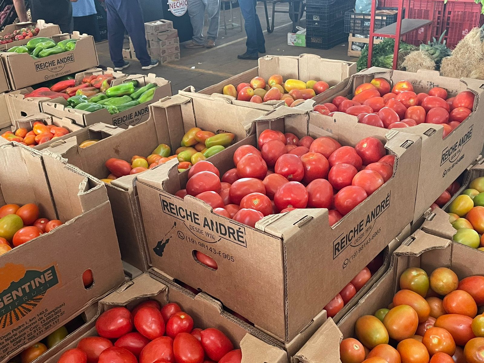 Calor e estiagem impactam na produção e qualidade dos alimentos