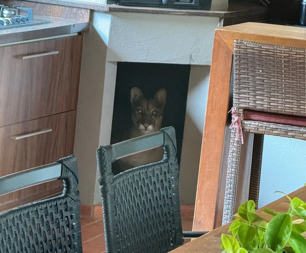 Filhote de onça-parda é flagrado dentro de condomínio na região; vídeo