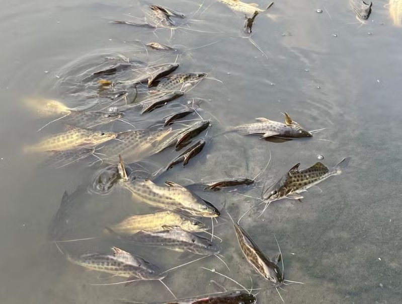 Nível de oxigênio cai, e mais peixes aparecem atrásnizando no Rio Piracicaba