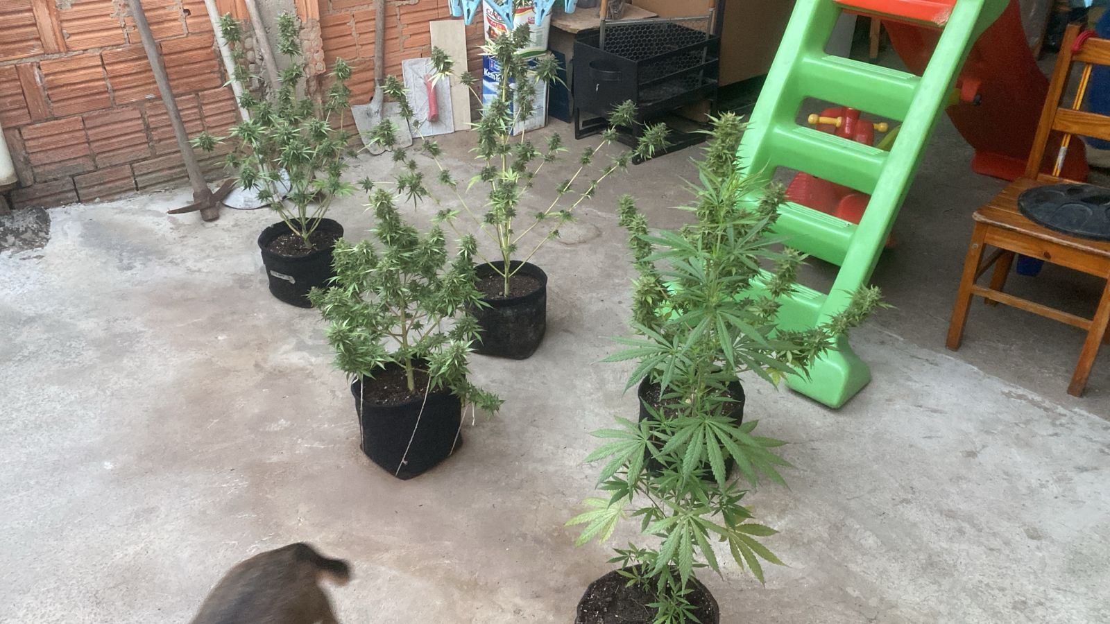 Polícia Civil faz nova etapa de operação contra “call center do crime” em Campinas