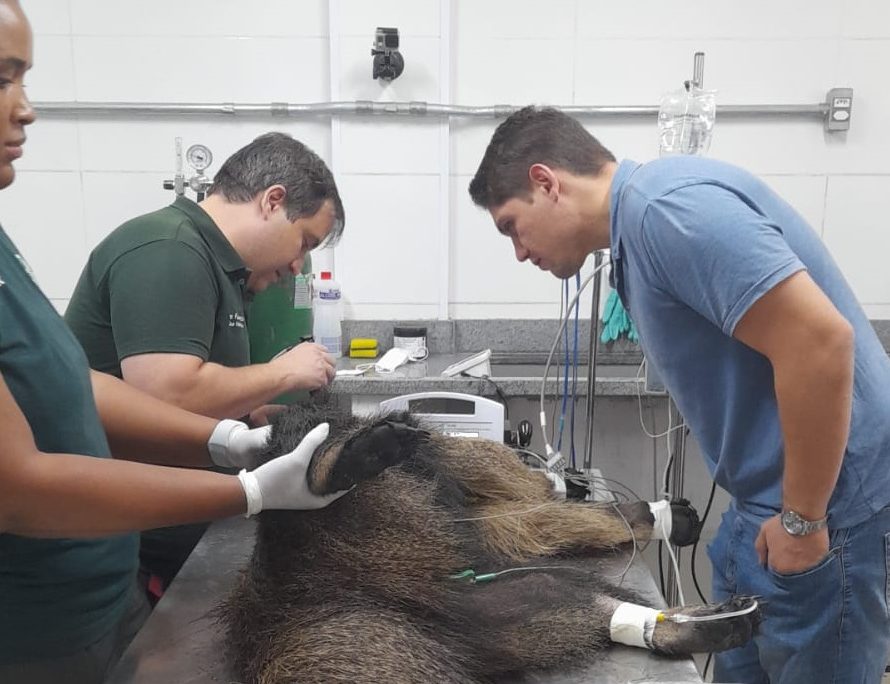 Região de Campinas conta com rede de atendimento para animais silvestres vítimas de incêndios