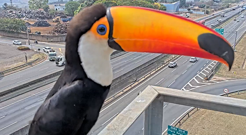 Tucano “faz pose” para câmera da AutoBAn em Americana; VÍDEO