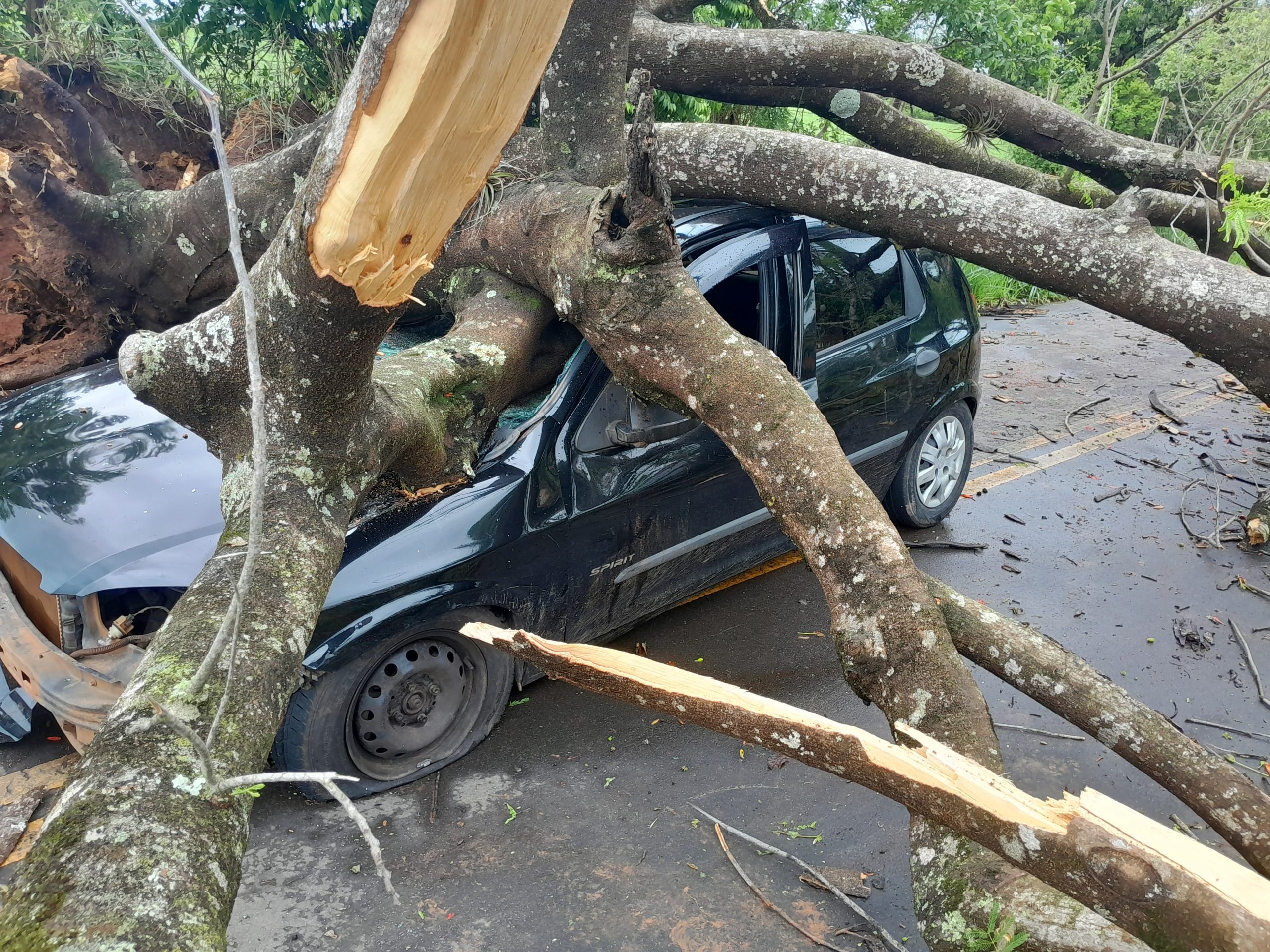 Árvore cai e mata homem de 37 anos em Itapira