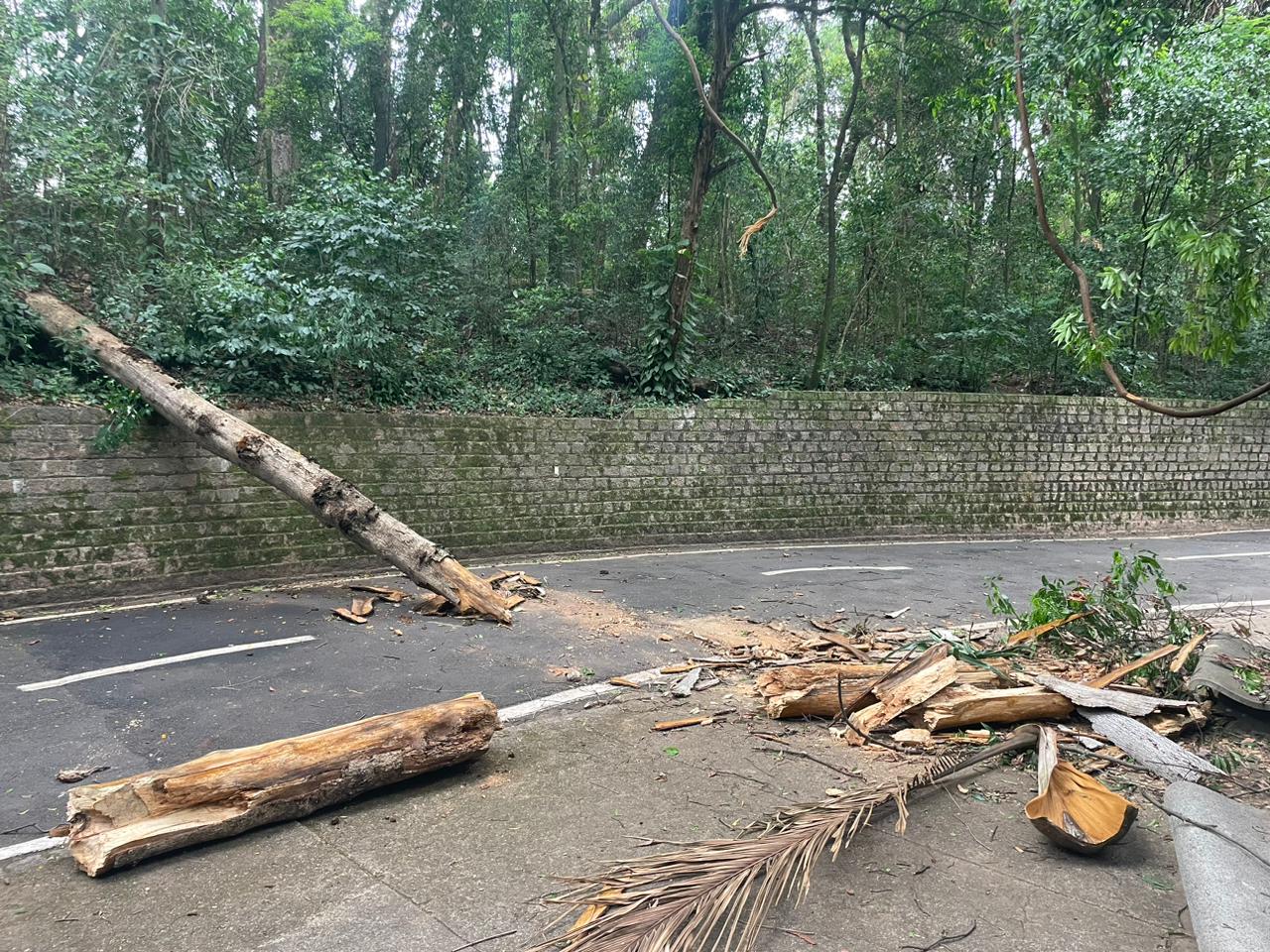 Árvore cai sobre pista de caminhada do Bosque dos Jequitibás