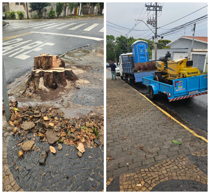Árvore que atingiu menina tinha pedido de corte para Prefeitura aberto há dois anos