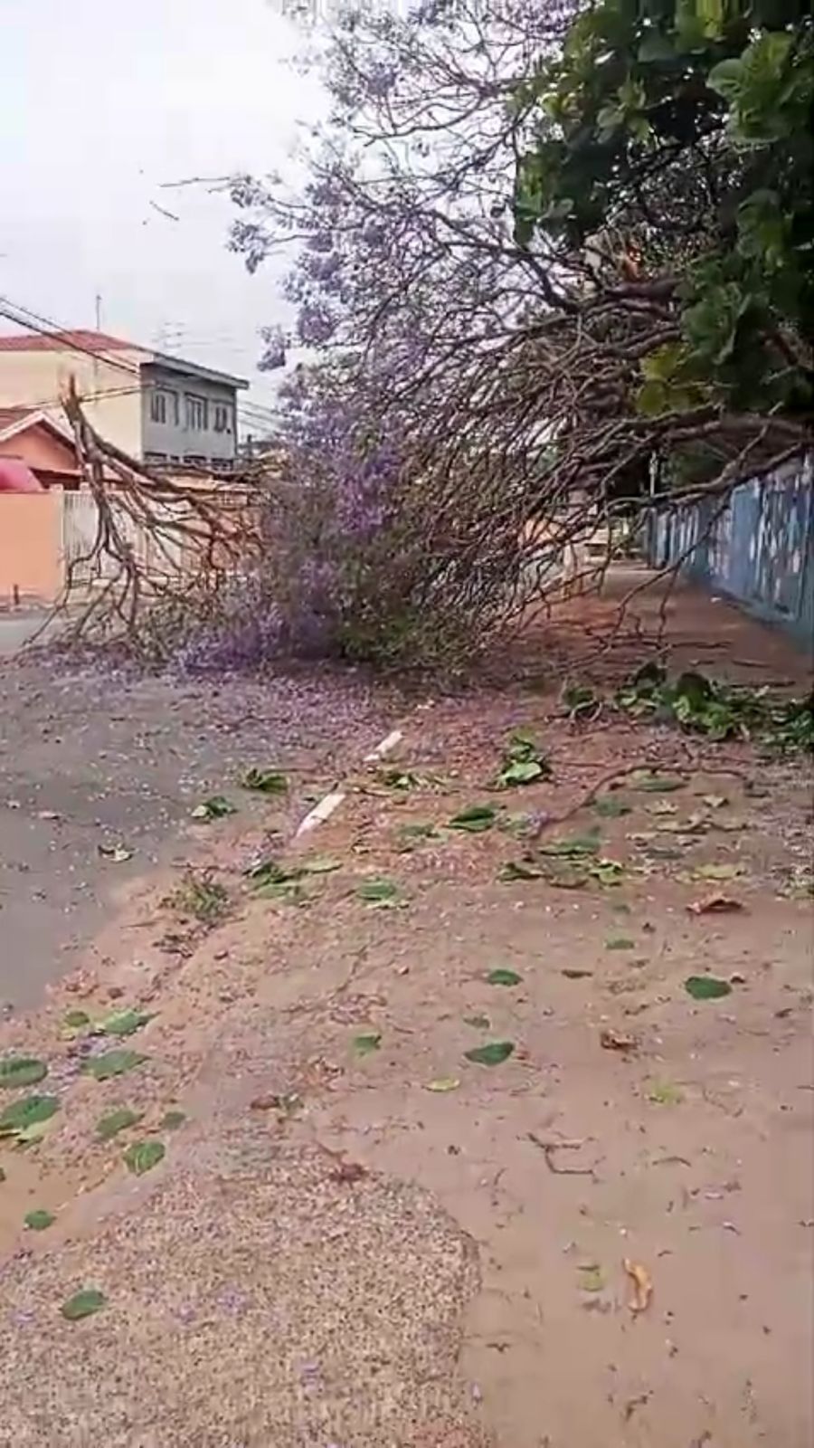 Campinas registra quedas de galhos e árvore nesta quinta