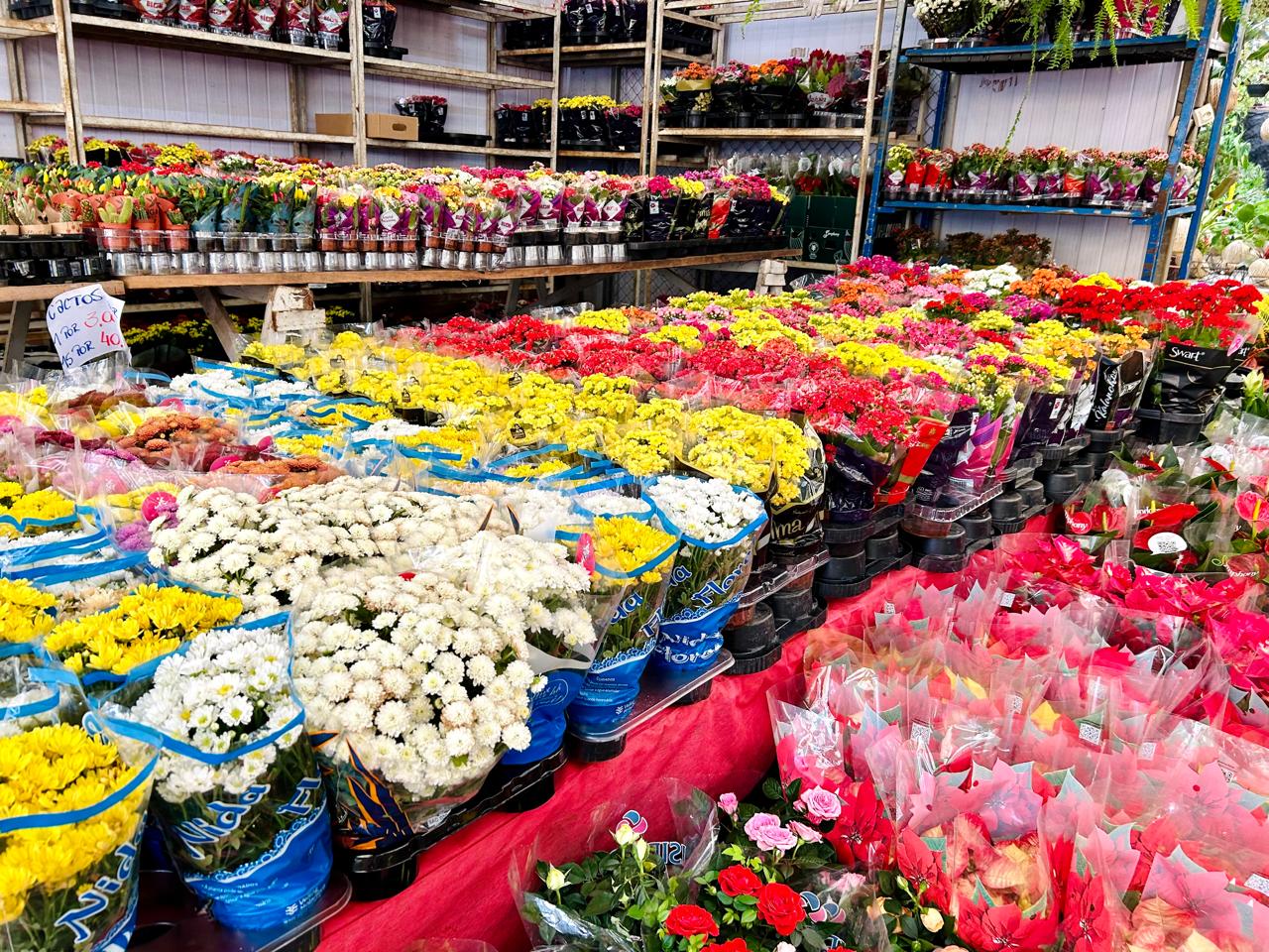 Comerciantes esperam aumento de 30% nas vendas de flores para o Dia de Finados