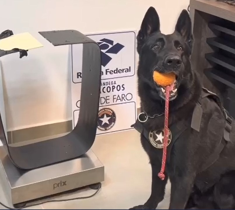 Novo cão farejador de drogas começa trabalhar em Viracopos