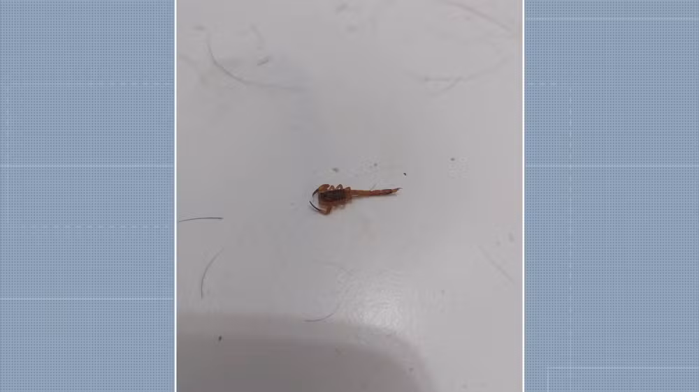 Infestação de escorpiões preocupa moradores em condomínio de Campinas