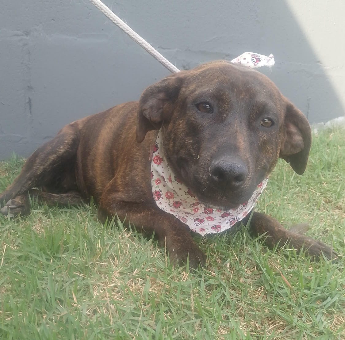 Lagoa do Taquaral recebe feira de adoção de animais neste domingo (13)