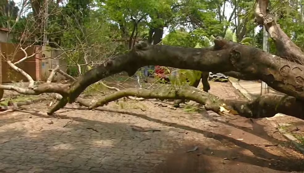 Campinas diz que já removeu mil árvores com risco de queda durante inventário