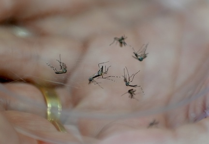 Campinas confirma 3ª morte por dengue em 2025; casos chegam a 18 mil