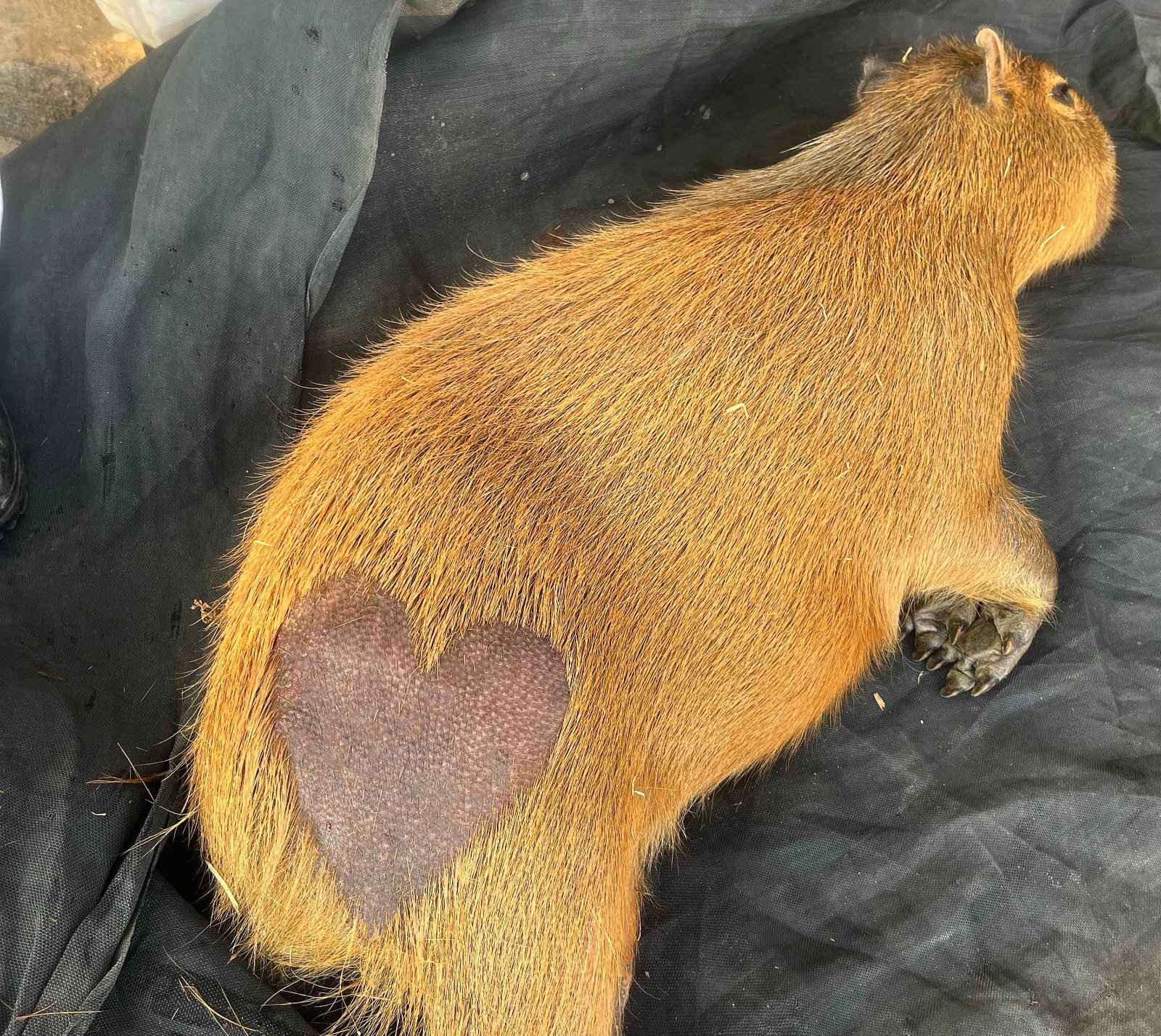 Capivaras esterilizadas ganham marcas de coração