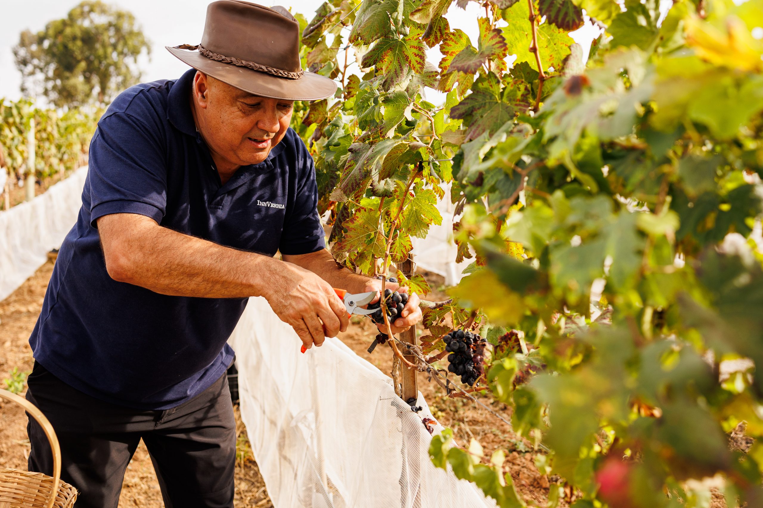 Espírito Santo do Pinhal é incluída em rota turística do vinho pelo Governo Estadual