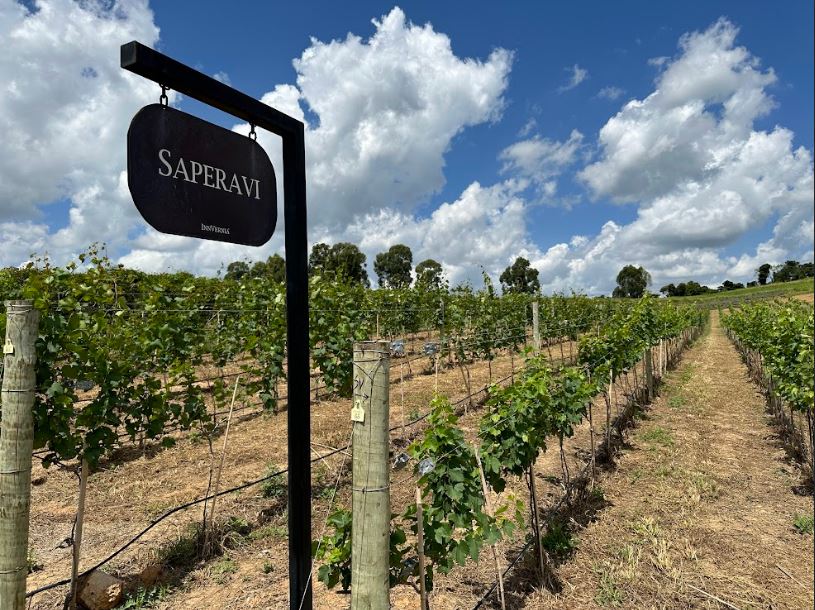 Espírito Santo do Pinhal é incluída em rota turística do vinho pelo Governo Estadual