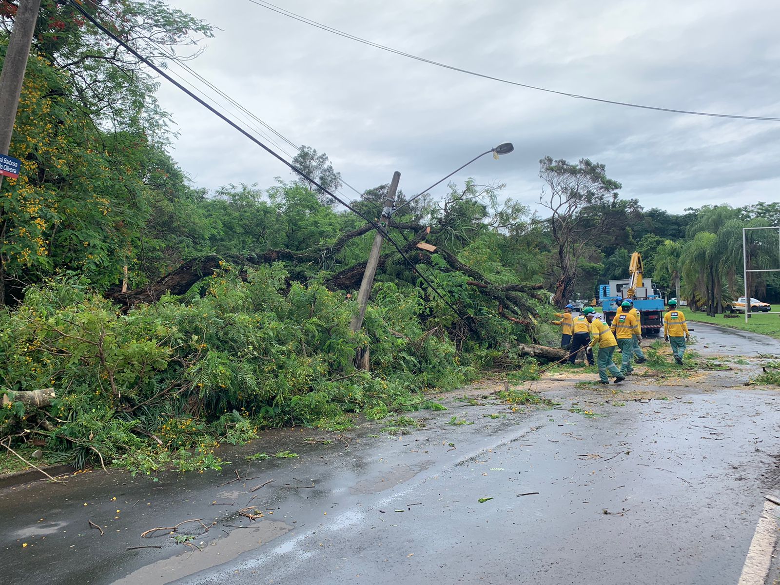 Árvore de grande porte cai na Estrada da Rhodia em Campinas 