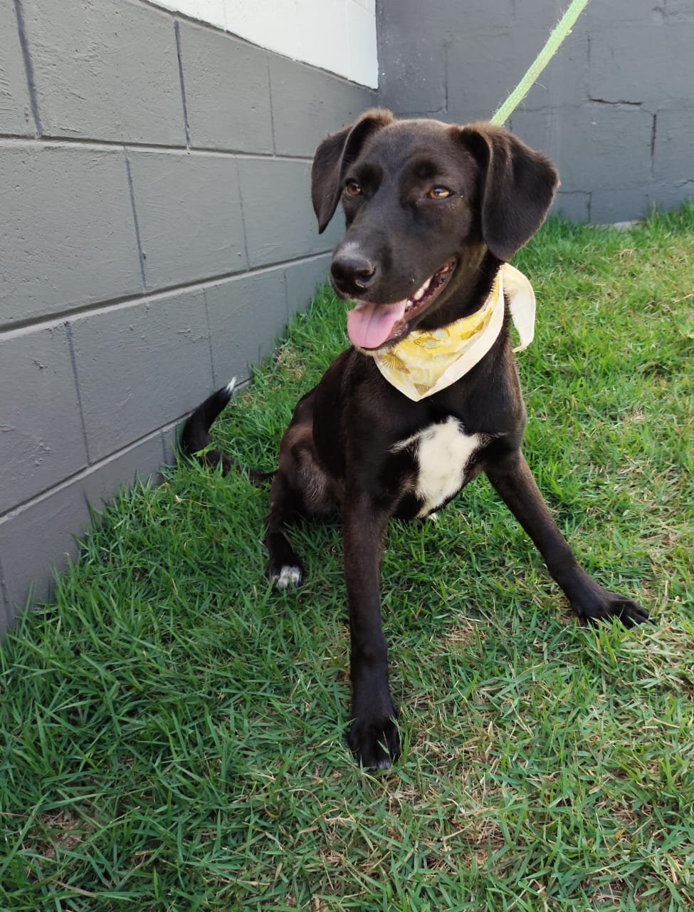 Lagoa do Taquaral terá feira de adoção neste domingo