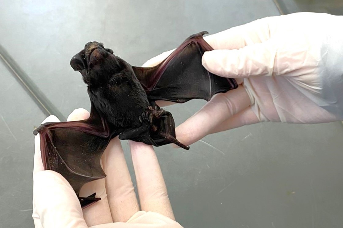 Morcego com raiva é localizado em Itatiba; é o segundo caso do ano