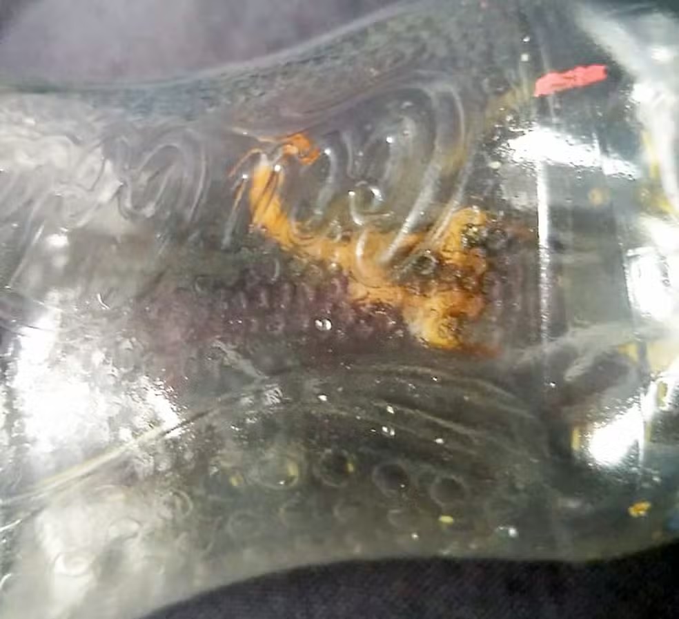 Mulher é picada por escorpião dentro de ônibus em Piracicaba