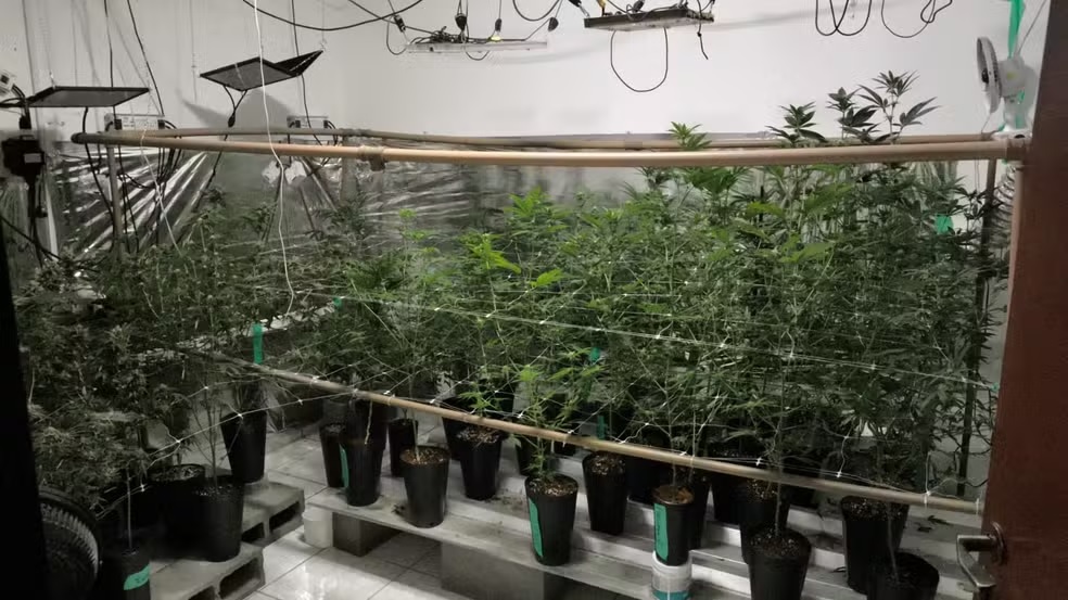 Polícia devolve pés de maconha após proprietária apresentar documentação para cultivo da planta
