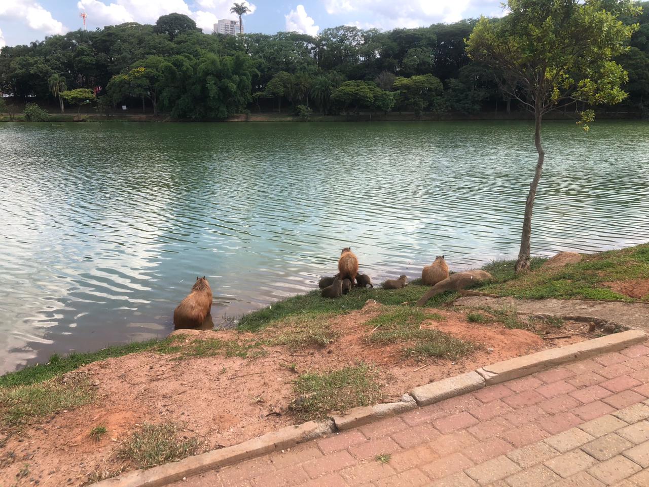 Prefeitura suspende instalação de alambrado na Lagoa do Taquaral