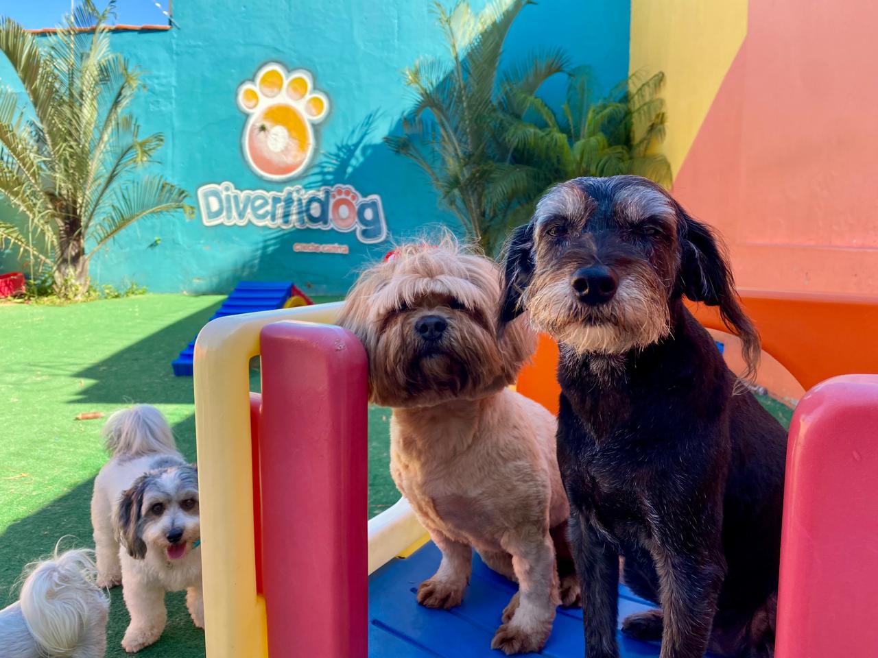 Hotéis pets aproveitam férias de tutores para faturar neste fim de ano