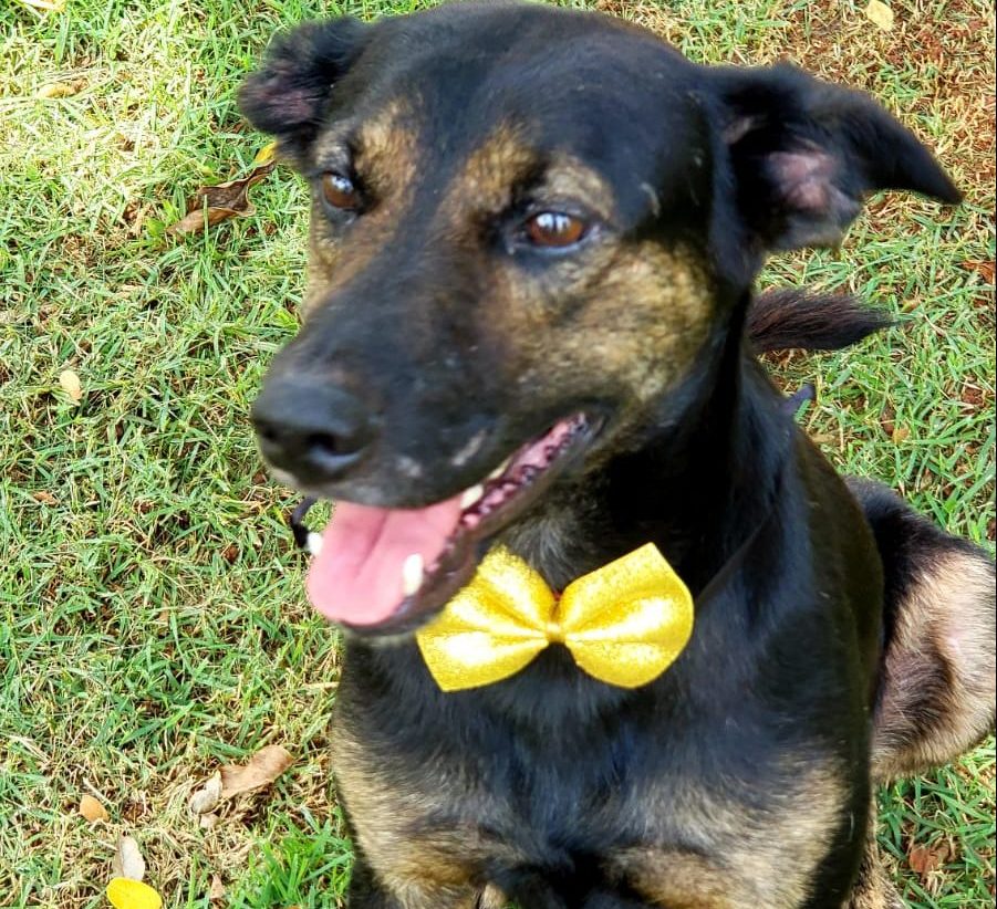 Valente, cão resgatado em tanque de esgoto, acumula lista para adoção