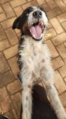 Valente, cão resgatado em tanque de esgoto, acumula lista para adoção