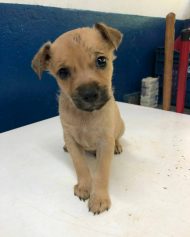 Valente, cão resgatado em tanque de esgoto, acumula lista para adoção