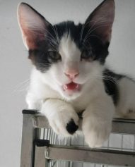 Valente, cão resgatado em tanque de esgoto, acumula lista para adoção