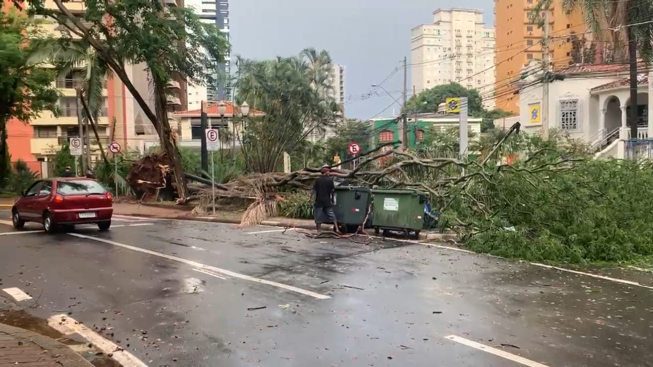 Chuva derruba árvores e causa pontos de alagamento em Campinas